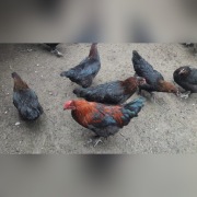 Drób kury kaczki gęś loczki feniksy marans araukan