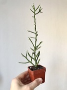 Euphorbia stenoclada „Briar Patch” odm. niekłująca
