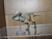 PNSO - Austin the Pachycephalosaurus