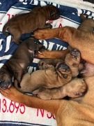 Shar Pei Szczenięta rodowodowe ZKwP