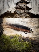 Streamer okoniowy 6/7CM