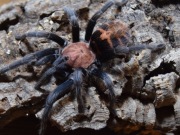 Davus pentaloris L3 (CLOSE TO SPIDERS)