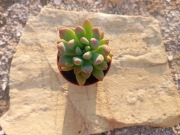 Rozchodnik Graptosedum "Francesco Baldi"