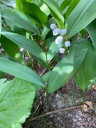 Konwalia majowa kłącza sadzonki - zestaw