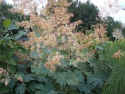 Bokkonia sercowata (łac. Macleaya cordata)  10n,nasiona