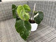 Monstera Deliciosa Variegata pięknie wybarwiona