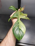 Philodendron Florida Beauty