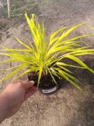 Hakonechloa all gold 
