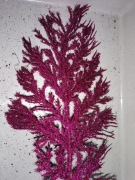 Listki brokatowe komplet 5 sztszt