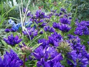 Dzwonek skupiony - Campanula glomerata 30n