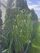 Miskant Memory duża sadzonka