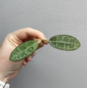 Hoya elliptica splash 