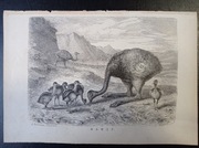 Piękna oryginalna litografia XIX - XX w. - Struś