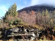 Drewno bukowe ogniskowe/ kominkowe