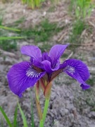 Irys syberyjski 'Mabel Coday' Iris sibirica