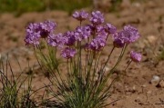 Zawciąg Armeria girardii