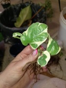 epipremnum njoy z korzonkiem