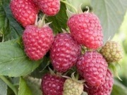 Malina Polesie sadzonki 50 sztuk.