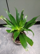 Dracena deremańska