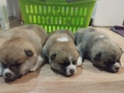 Akita inu szczeniaki