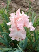 Irys- bródkowy Happenstance -kłącze