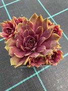 Rojniki nr 16 sadzonka p9