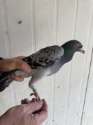 gołębie rzeszowskie samiec samica 