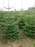 Choinka - Jodła Kaukaska, Świerk Srebrny