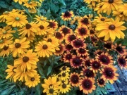 Rudbekia - zestaw 3 sztuk sadzonek