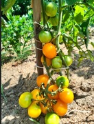 nasiona pomidora MARTA- karma dla ryb