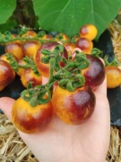 BOSQUE BLUE BUMBLEBEE Pomidor Kolekcjonerski