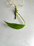 Epipremnum pinnatum Blue Form sadzonka pędowa rośliny kolekcjonerskiej