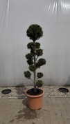 Cyprys "Ivonne" Bonsai 160-180cm
