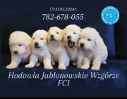 owczarek podhalański FCI szczeniak