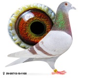 Młode 2025 para 96 100 % Prange gołab gołębie pocztowe z rodowodem