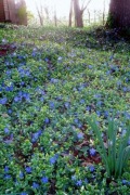 Barwinek pospolity 'Ralph Shugert'  vinca minor