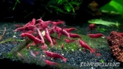 Krewetka akwariowa czerwona red cherry limitowana ilość
