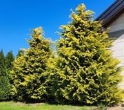 Cyprisik lawsona Golden Wonder