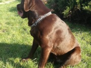 Lablador Czekoladowy piesek