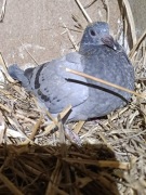 ***Top Janssen/Prange prawdziwy unikat brat 5 Asa wg. Mazury***