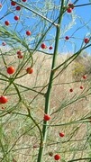 Asparagus ogrodowy 