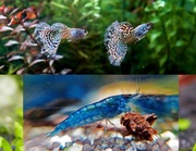 Piękne Gupiki Metal Rainbow Cobra para + krewetki Blue niebieskie 5szt