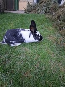 Króliki rasa mieszana 