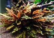 Blackweek Cryptocoryne Tropica - ładne..
