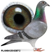 Samica po Rene Van de Broeck wnuk 8x1 x Lekscha Olympia 161