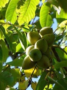 Orzech ajlantolistny, japoński - drzewo owocowe i ozdobne