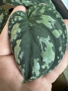 Scindapsus Tricolor - pędówka