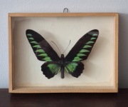 Motyl Trogonoptera brookiana (Malezja) w ramce drewnianej 13 x 18 cm