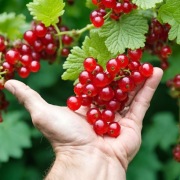 Porzeczka czerwona sadzonki 5szt WYSYŁKA