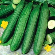 Ogórek Maxwell F1 - Nasiona Holenderskie